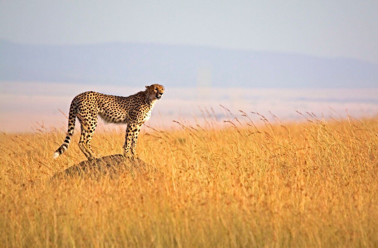 Guépard d'alerte Crédit photo : WLDavies (iStock).